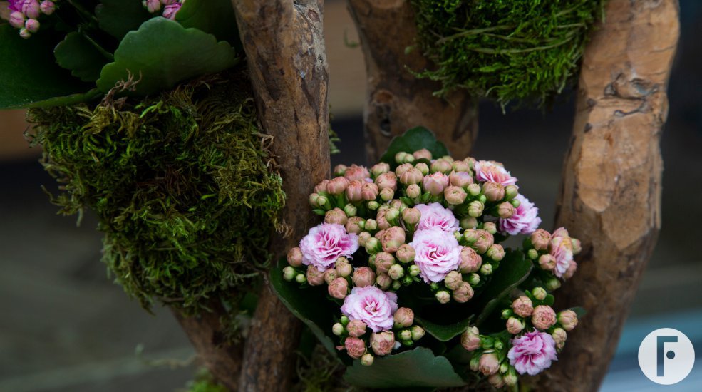 Garden Kalanchoe kokedama - Pim van den Akker - Flower Factor