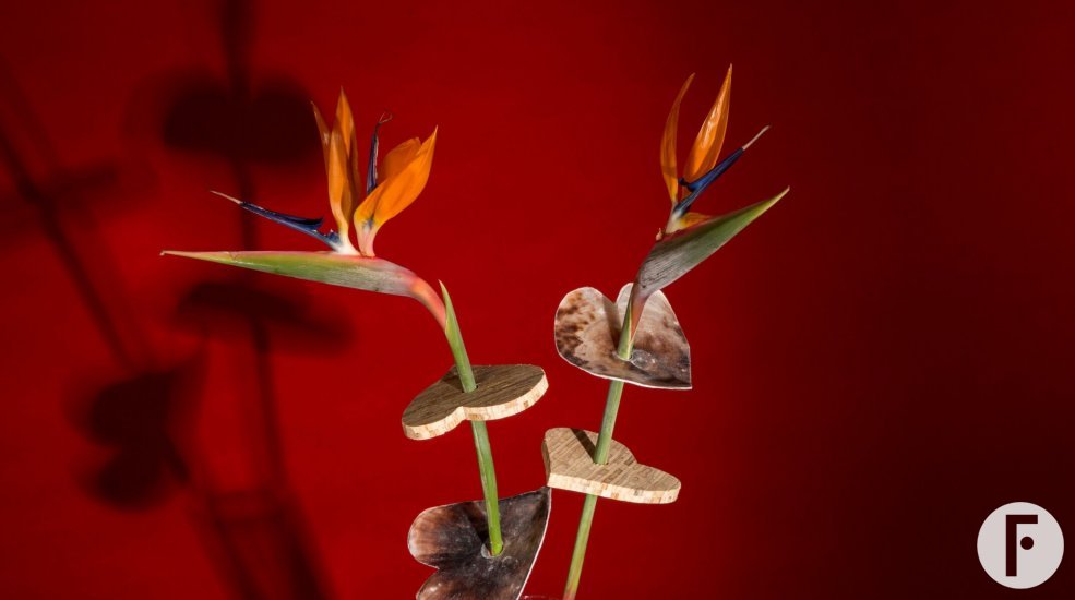 Valentine's Day present with Strelitzia