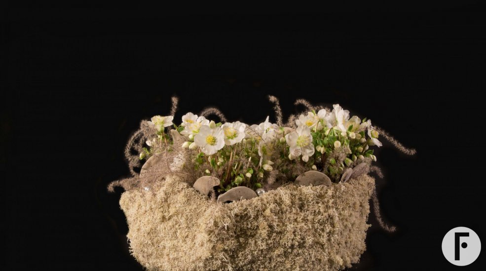 Wintery 'Verboom Beauty' Hellebores