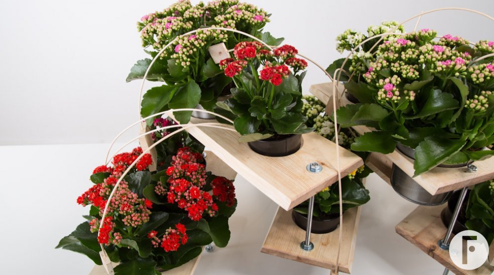 Technisch Kalanchoë ontwerp