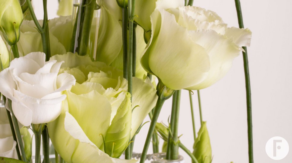 Lisianthus Rosita Pure White en Alissa Green van Sakata