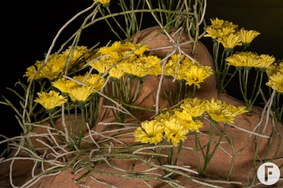 close-up Nibali design