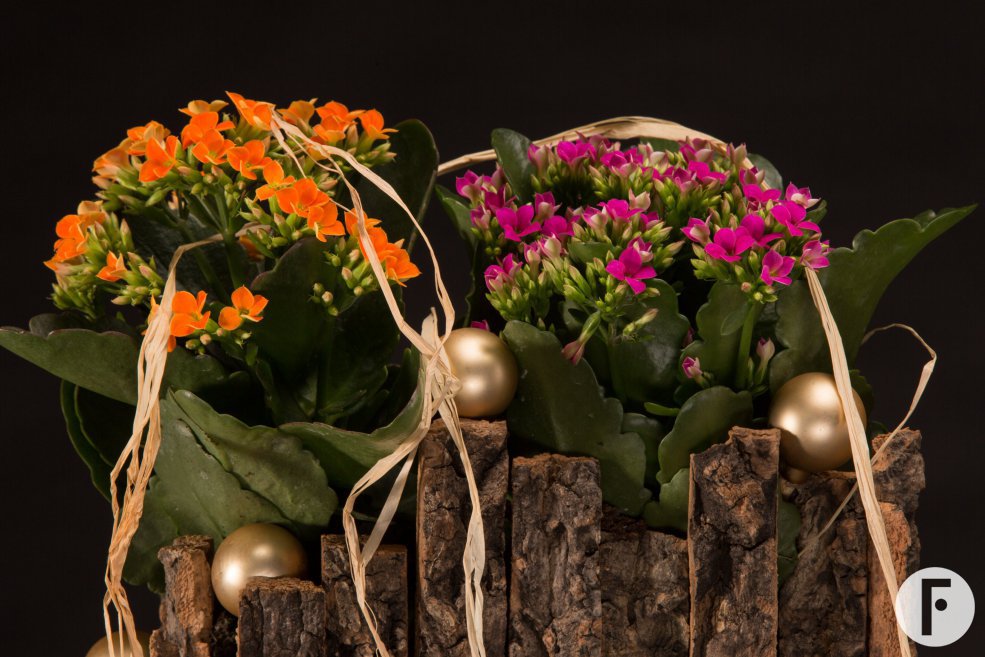 Kerst met Kalanchoë's