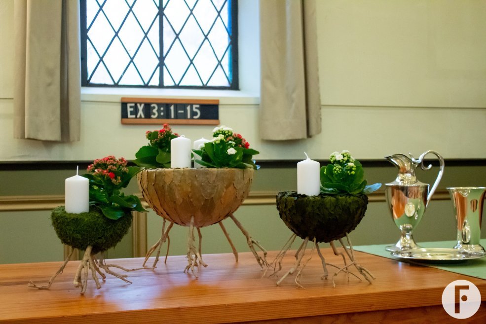 Advent arrangement with Kalanchoë