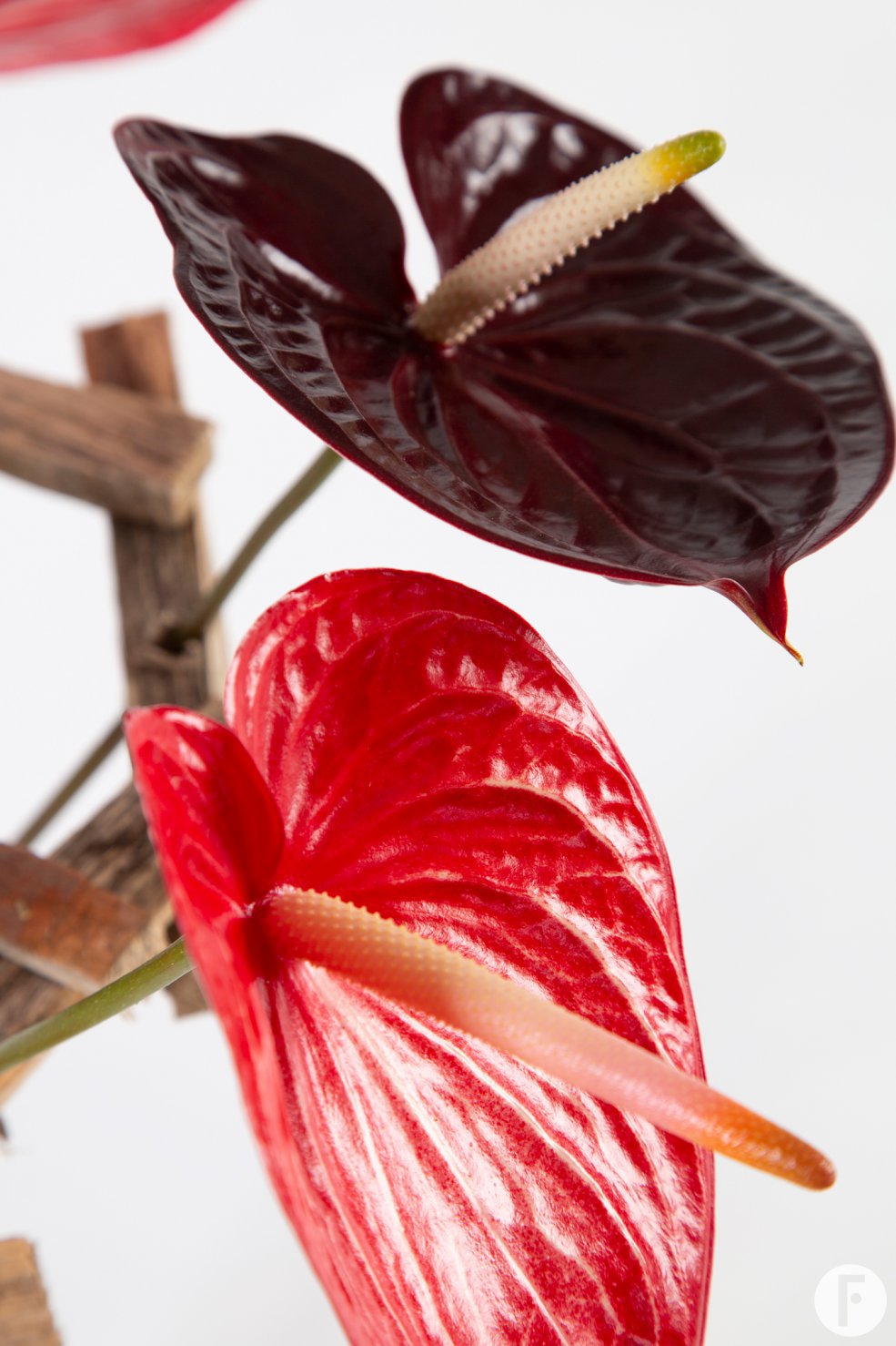 frame bouquet with Anthuriums - Pim van den Akker - Flower Factor