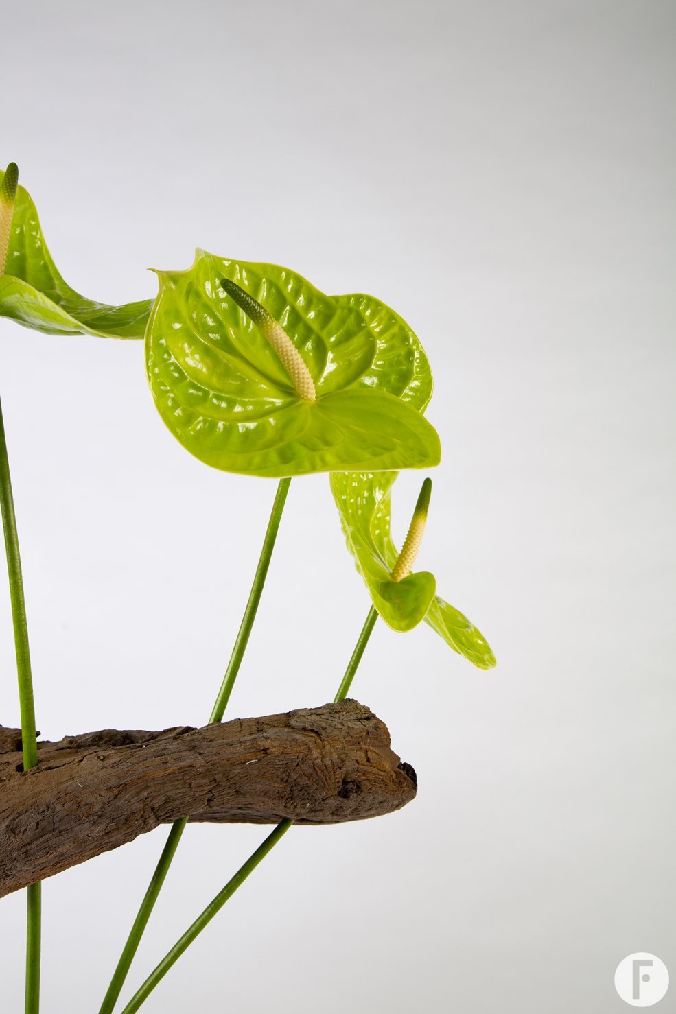 Anthuriums in een frameboeket - Pim van den Akker - Flower Factor