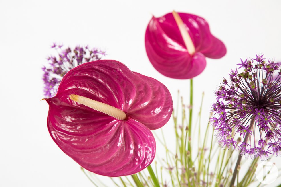 Anthuriums and Allium - Roos van Unen - Flower Factor
