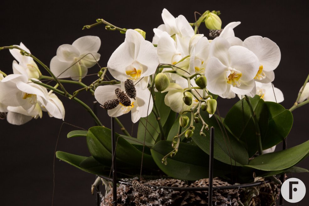 Christmas orchid design - Roos van Unen Flower Factor