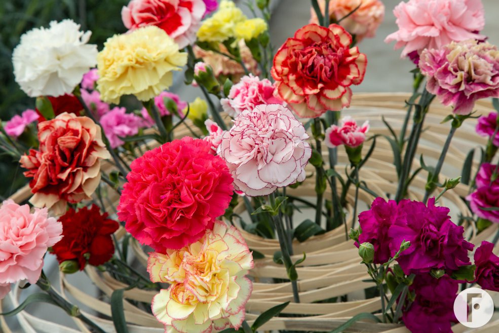 Kleurrijk Dianthus bloemstuk