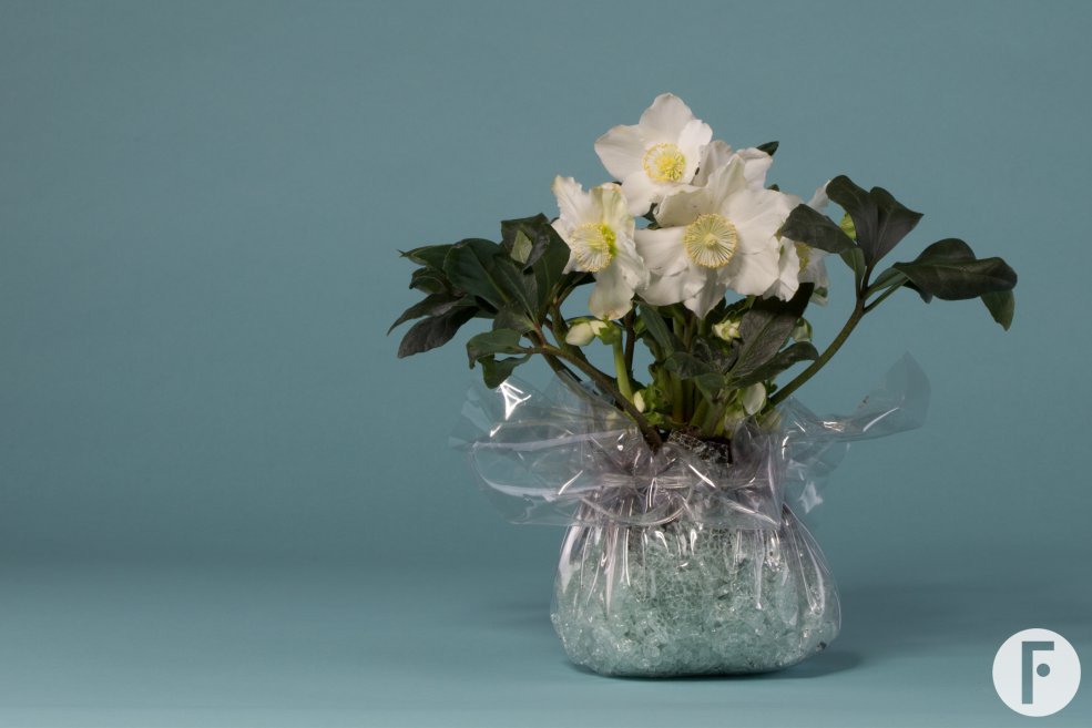 Hellebore Niger as winter gift