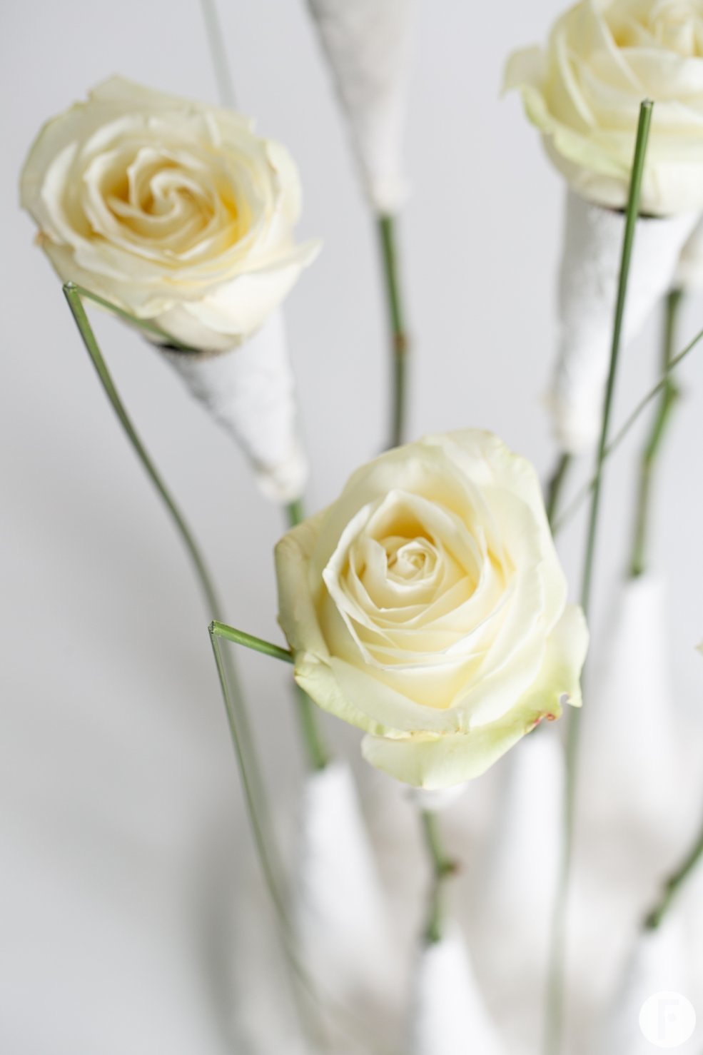 Winter wonder roses - Pim van den Akker - Flower Factor