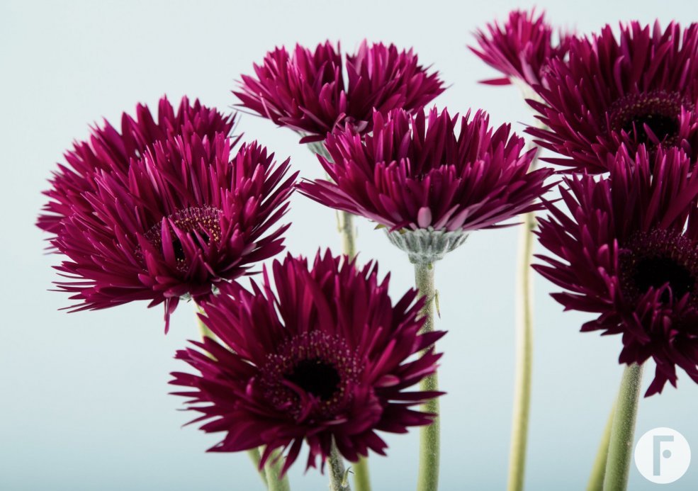 Dieppaarse Mi Punki Isra