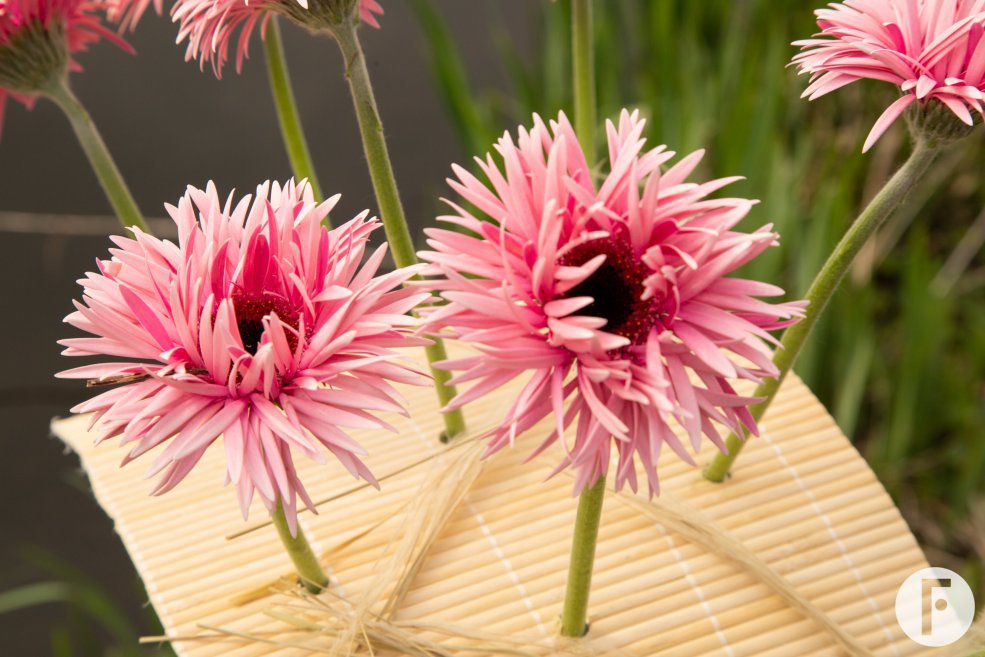 Frameboeket met roze Mi Twisti Iggy