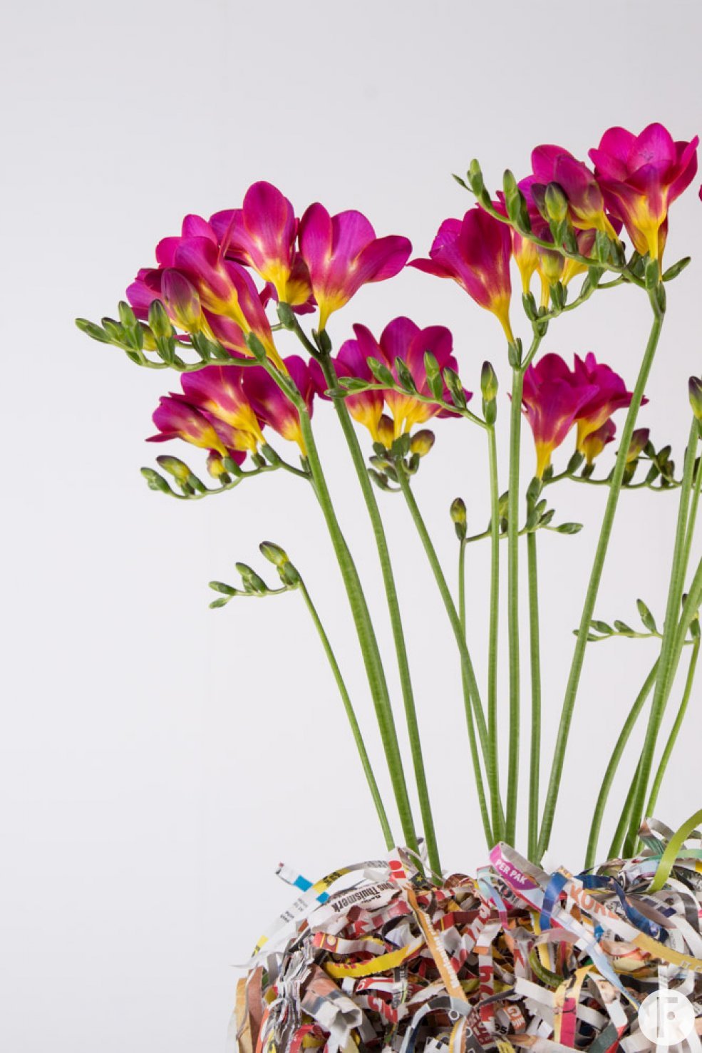 Kleurrijke rommel met Freesia close-up