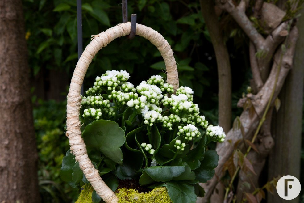 Kalanchoe hanging design - Pim van den Akker - Flower Factor