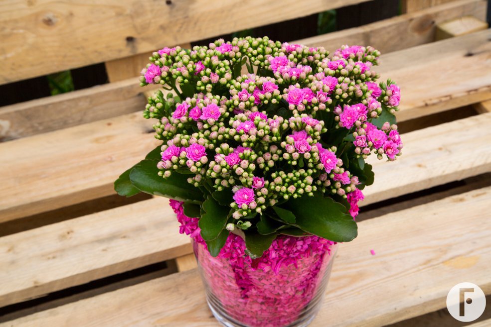 Bright pink double flowered Garden Kalanchoe - design Pim van den Akker