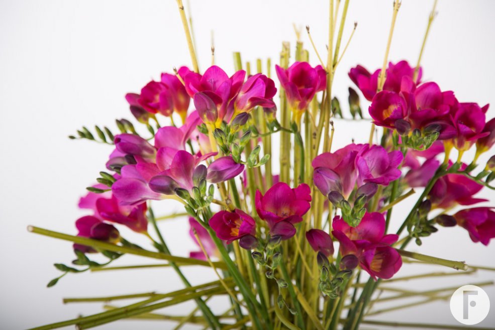 Powerful Freesia bouquet close-up