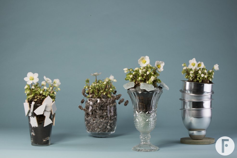 'Verboom Beauty' Helleborus winterarrangementen