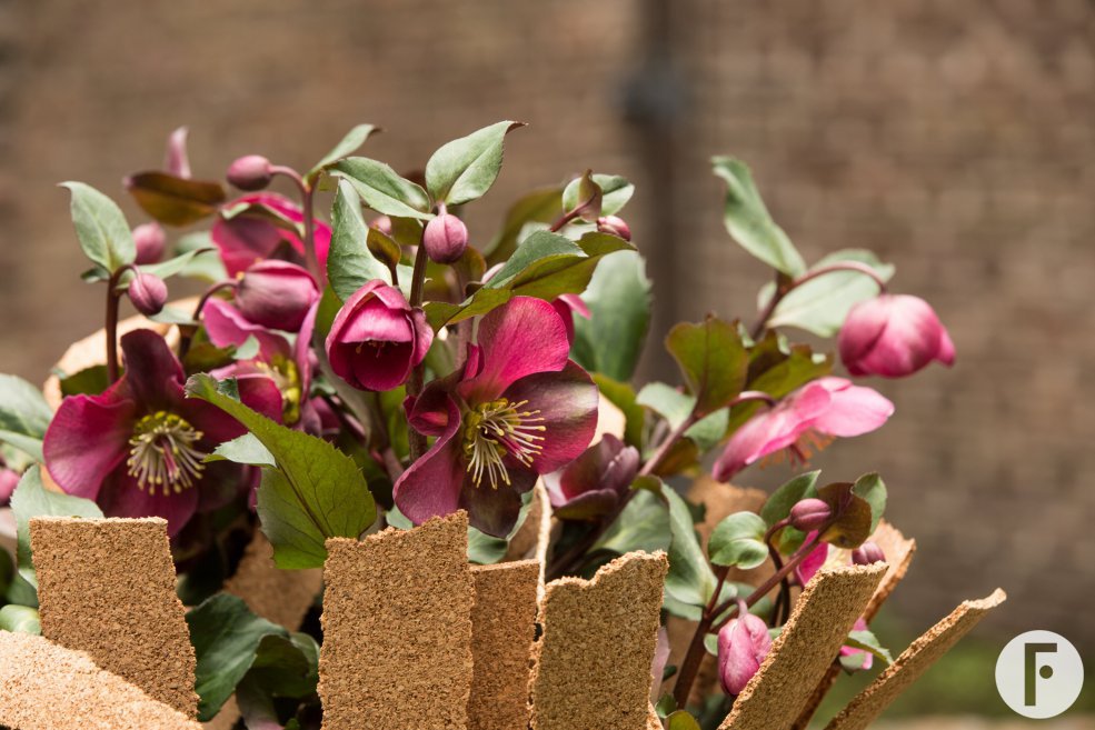 Speels Helleborus buitenarrangement