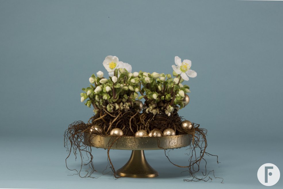 Subtiel kerstarrangement met Helleborus 'Verboom Beauty' 