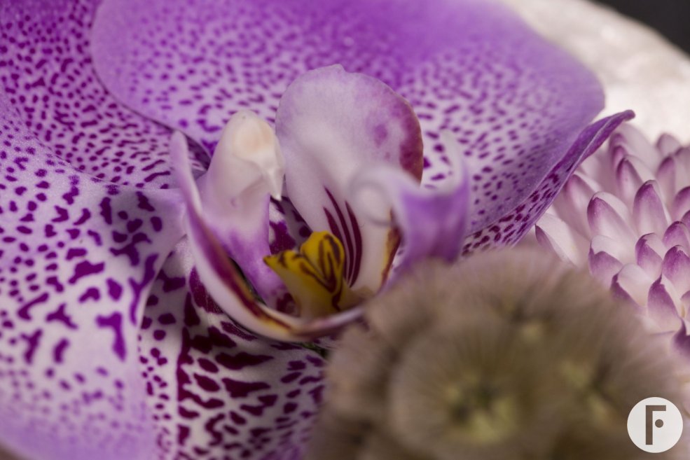 corsage Pim van den Akker - Flower Factor