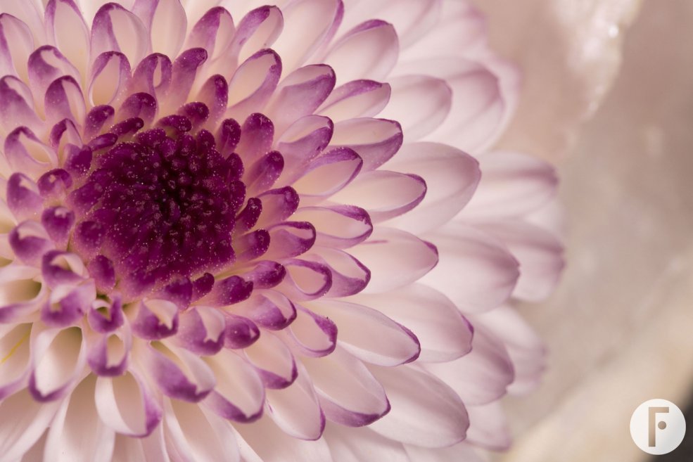 corsage Pim van den Akker - Flower Factor