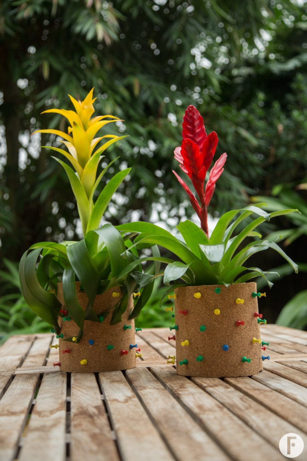 Bromelia pin-up board