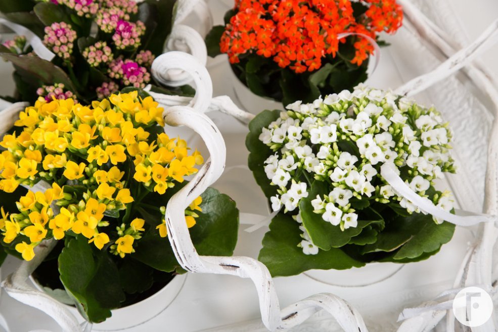 Kalanchoe schilderij - detail