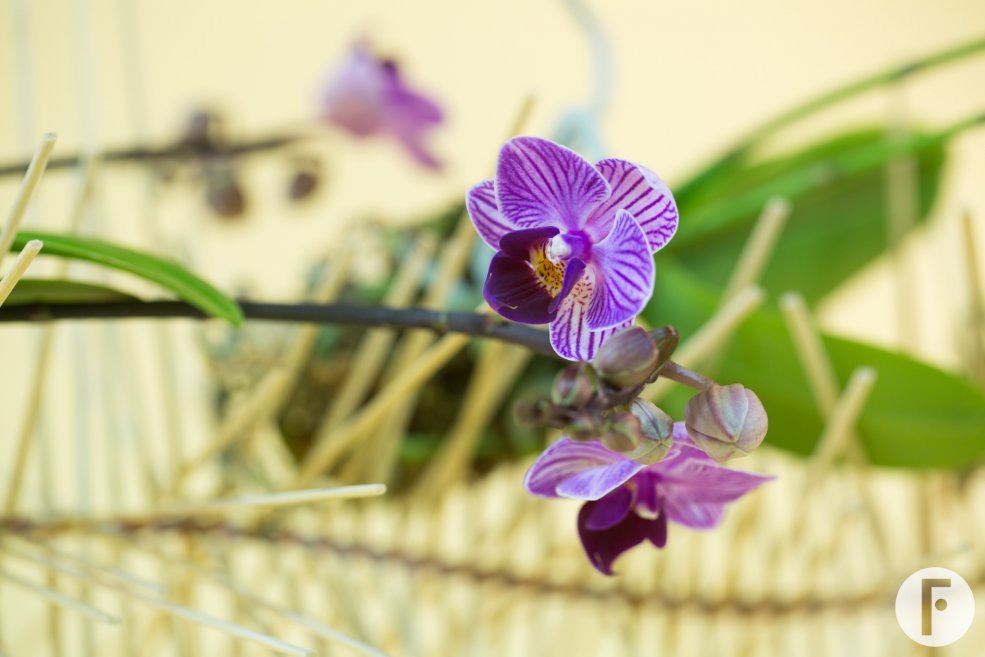 orchidee design idee door Pim van den Akker