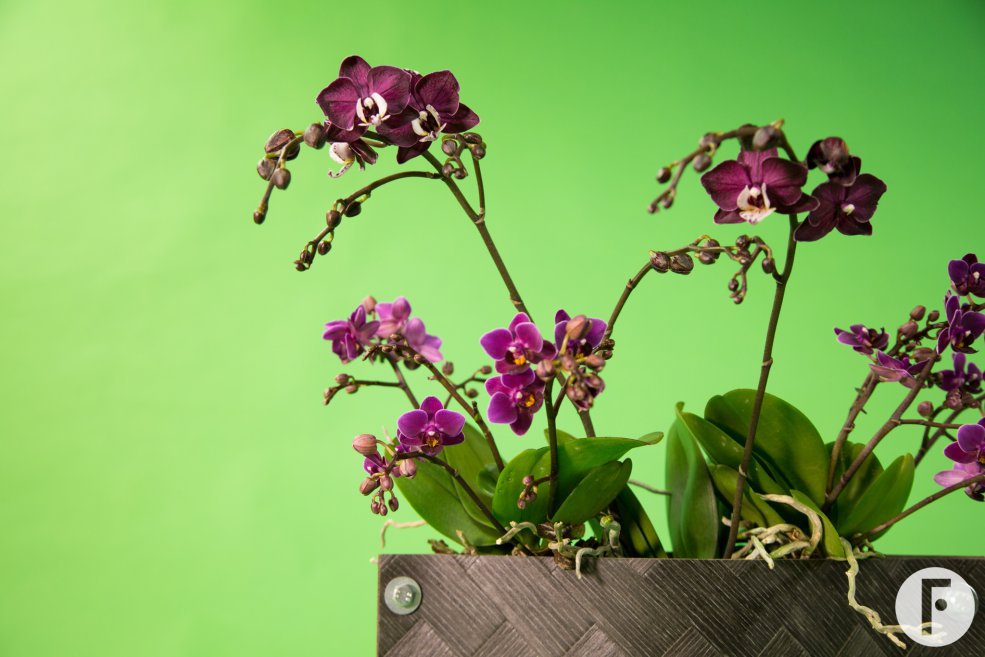 origineel orchidee arrangement door Pim van den Akker
