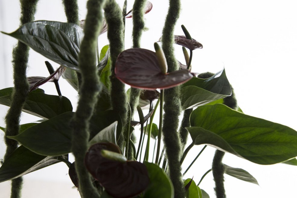 retro styled Anthurium Adios Chocolat Pim van den Akker close up