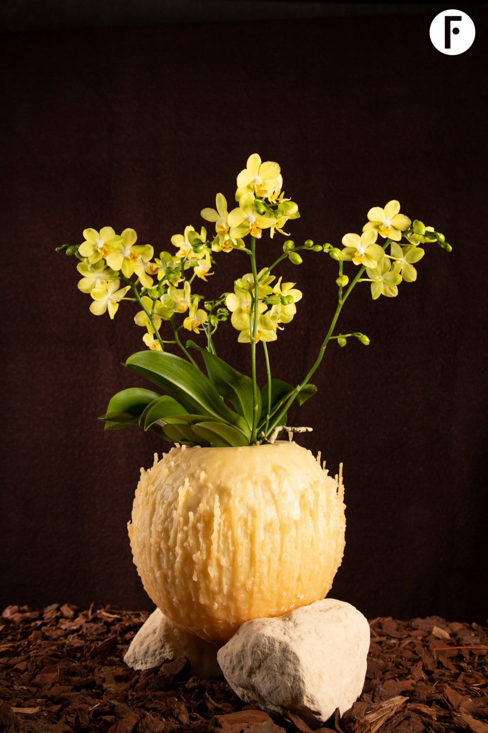 Christmas multiflora Phalaenopsis - Van der Hoorn - Flower Factor