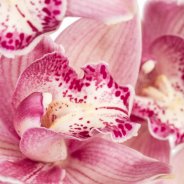 Cymbidium