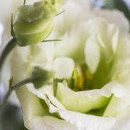 Lisianthus