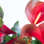 Potted Anthurium