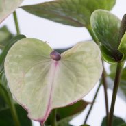 Anthurium plant