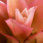 Bromelia Guzmania Libby