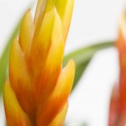 Vriesea Multiflora Milano