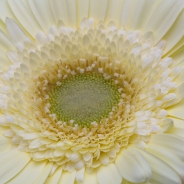 Citronel