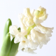 Hyacinth