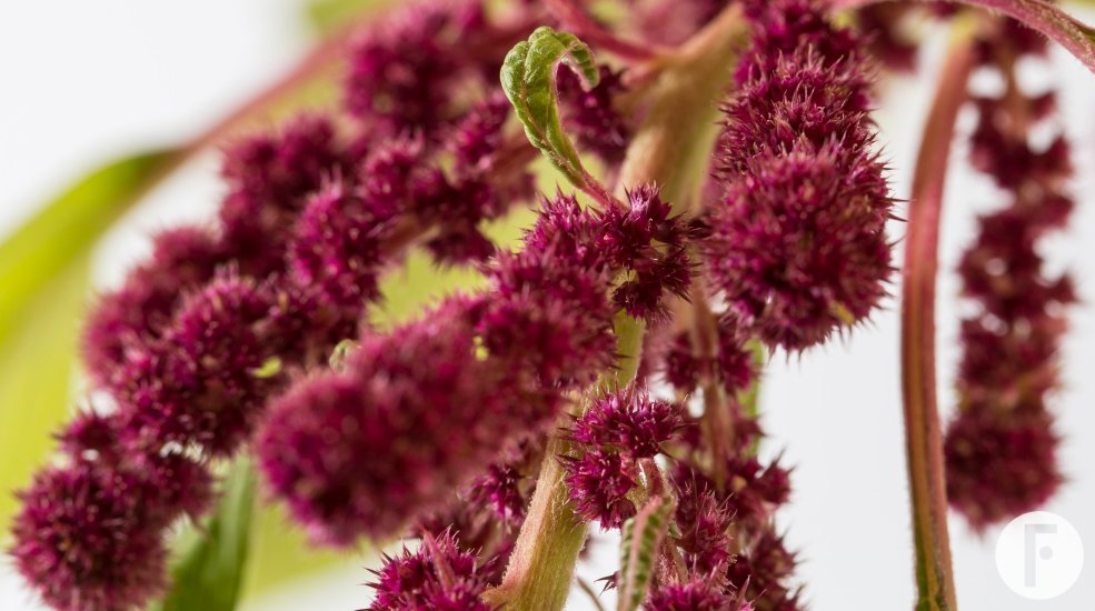 Amaranthus caudatus
