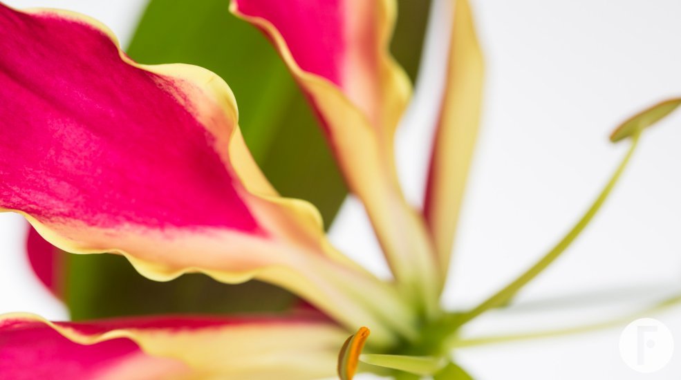 Gloriosa Rotschildiana - red