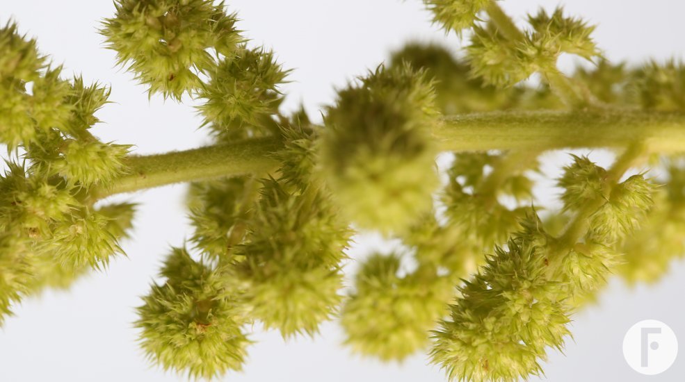 Amaranthus caudatus