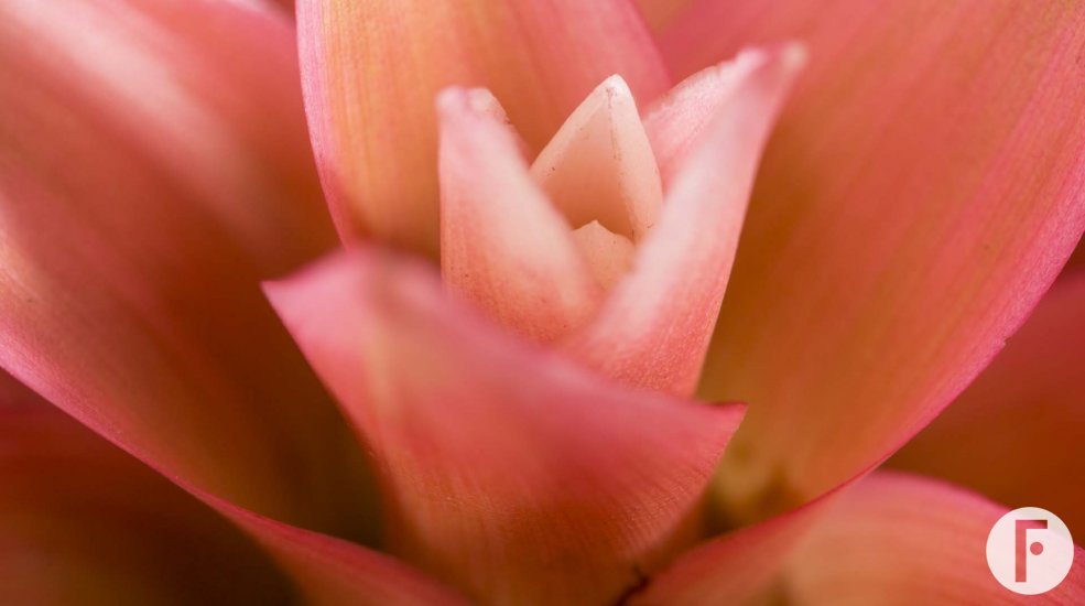 Bromelia Guzmania Libby