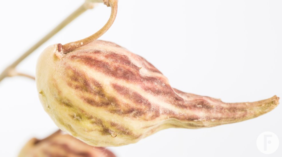 Ascelpias zaaddoos