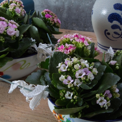 Kalanchoë in a bowl - close
