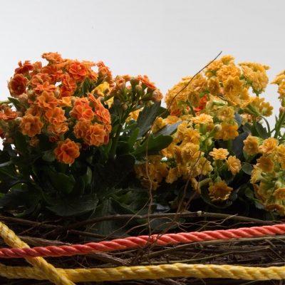 Kalanchoë planten arrangement