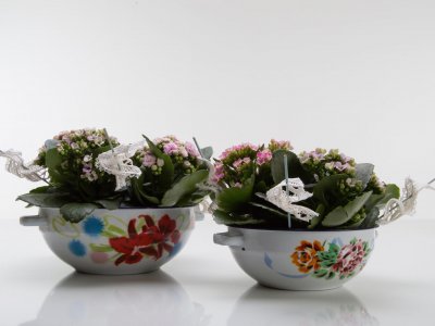 Lieflijk Kalanchoë duo in schaaltjes