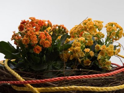 Kalanchoë planten arrangement