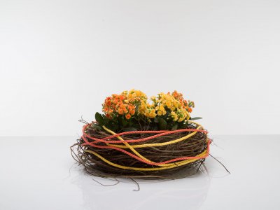 kleurrijk Kalanchoë planten arrangement